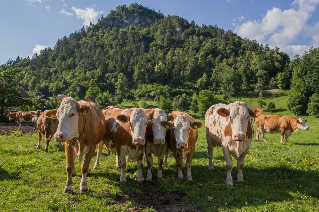 Farm Holidays Povsin Bled Eksteriør billede