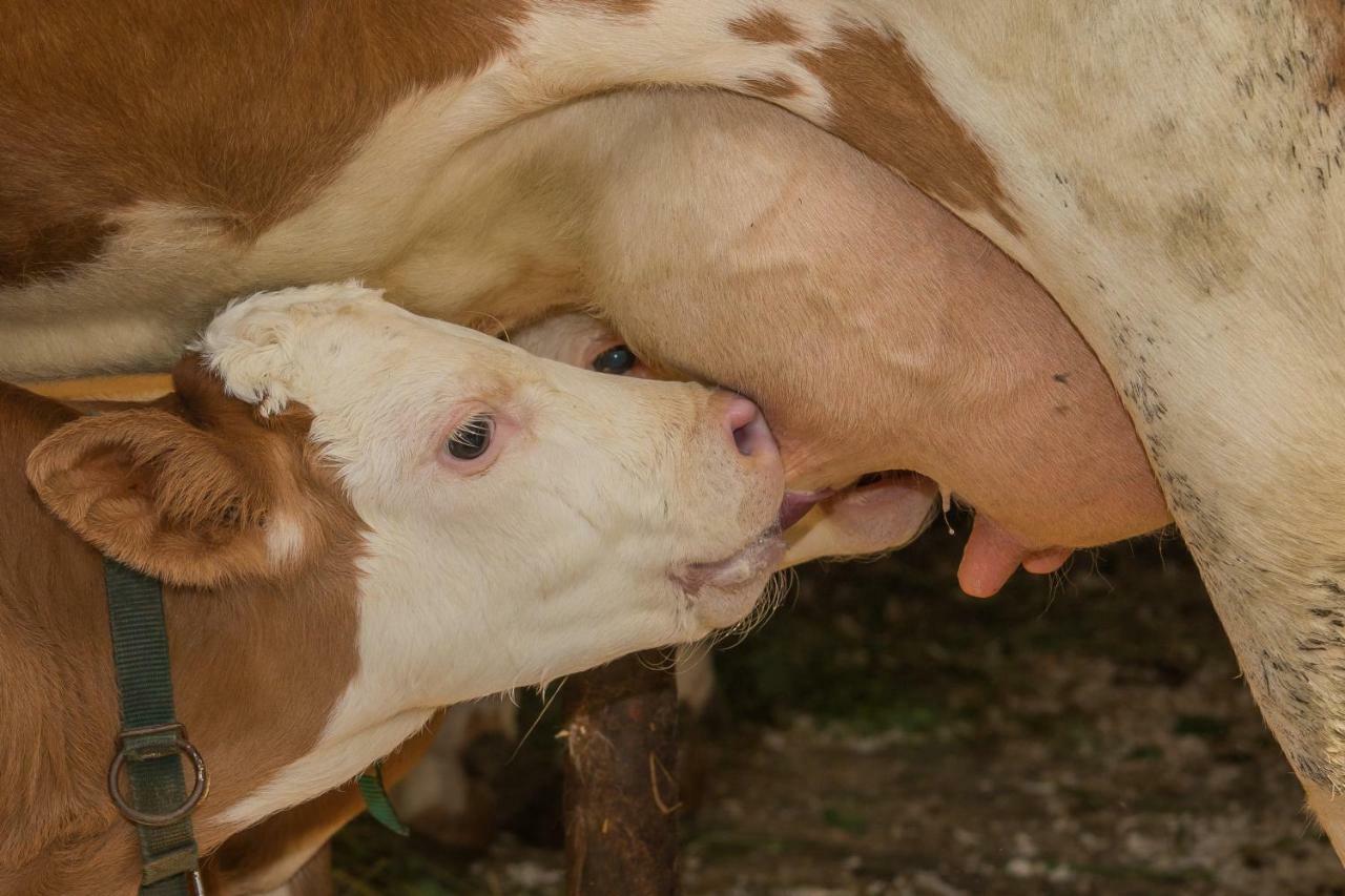 Farm Holidays Povsin Bled Eksteriør billede