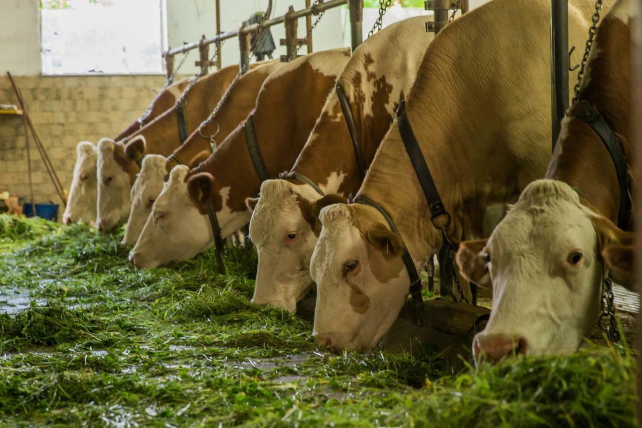 Farm Holidays Povsin Bled Eksteriør billede